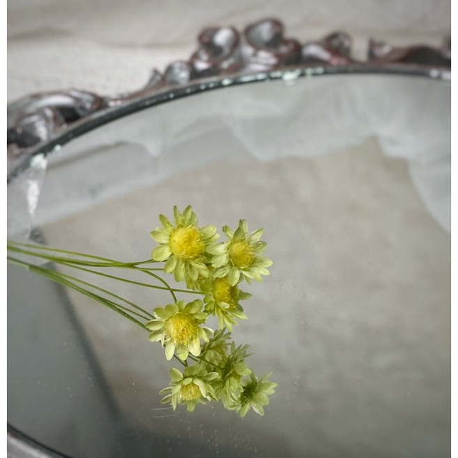 大地農園 乾燥花材組 小星花 小雛菊 DIY手工藝裝飾, 漸層黃（2024新上市）,一入五朵