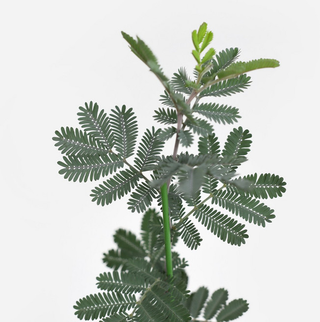 마이플랜트 자엽 아카시아 소형 관엽식물, 1개