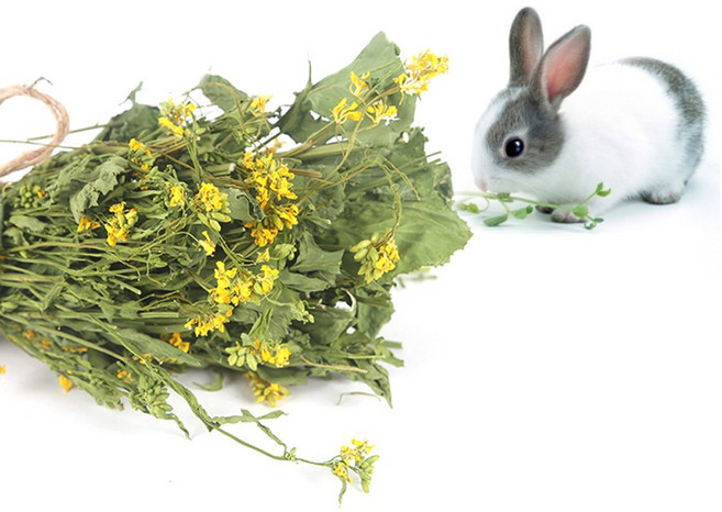 자연담은 건강한 유채 토끼간식 먹이, 1개, 40g