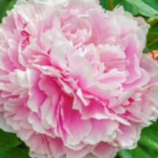 [충북농원] 고급 수입 작약 - 숙근묘 & 포트묘, 08. 사라베른하르트 - 숙근, 1개