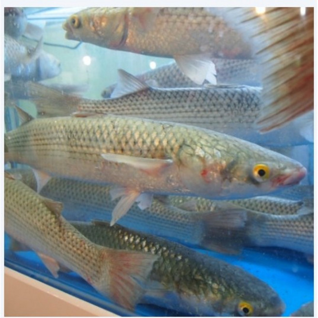 숭어 숭어회 참숭어 보리숭어 겨울숭어, 자연산숭어 1kg-1마리, 1개