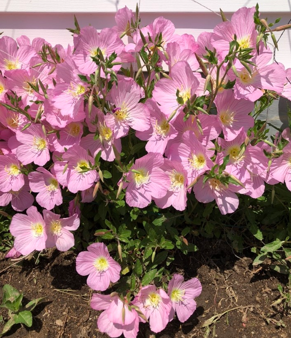 분홍낮달맞이꽃 모종 노지월동 장기개화 암석정원 10cm 화분 천지가야생화, 3개