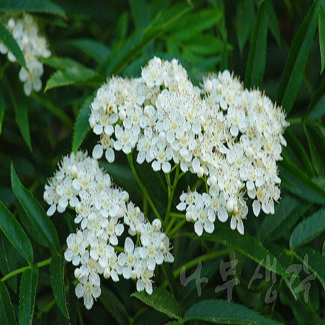 충주원예조경 / 마가목나무 / 5년생 / 개화주