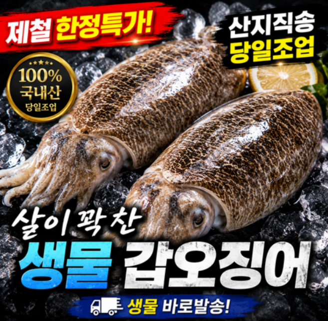 국내산 생물 갑오징어 당일조업 당일배송 제철 갑오징어, 1박스, 생물 갑오징어 1kg (2-4미)