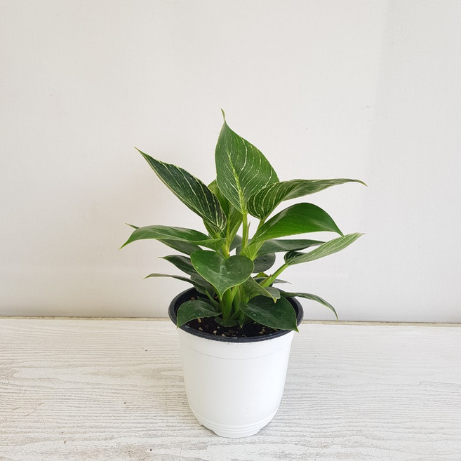 온누리농원 필로덴드론 버킨, 1개