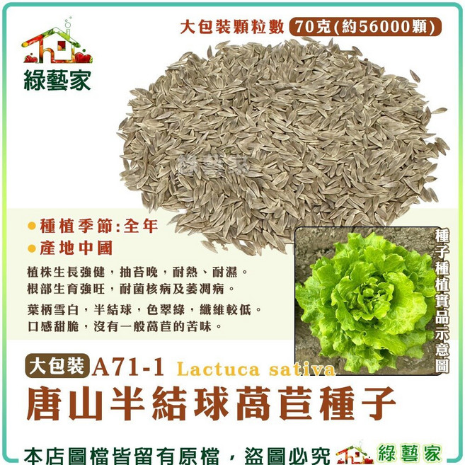 綠藝家 唐山半結球萵苣種子 A71-1 Lactuca sativa 70克 全年種植 易栽培, 1個