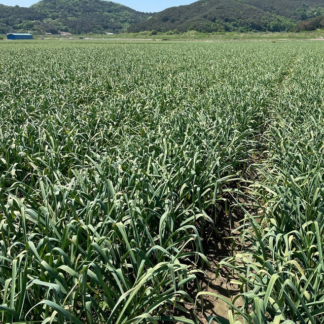 [2026년산 신선] 국산 햇 마늘쫑 마늘종, 1kg, 1개