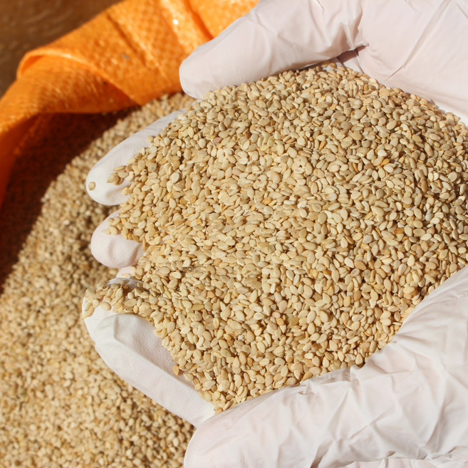 국산 햇참깨 생참깨 국산깨 1kg, 1개