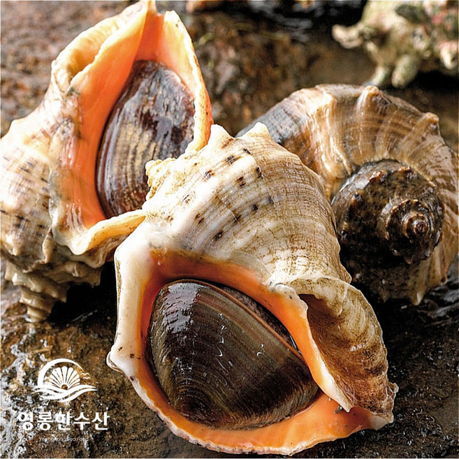 (영롱한수산) 여수 자연산 제철 생물 참소라 1kg 2kg 3kg (산지직송), 1개, 참소라  2kg