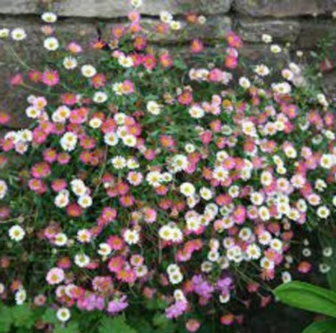 원평소국-멕시칸세이지 노지월동다년초 (묘종3개묶음) 상시연속개화 규격10cm화분묘 [꽃심야생화], 3개