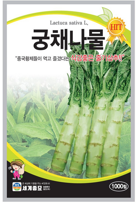 주주씨앗 궁채 씨앗 줄기 상추 씨앗 celtuce seeds 1000립 / 뚱채 씨 궁채나물 이색 채소 종자, 17.궁채나물(줄기)상추, 1개