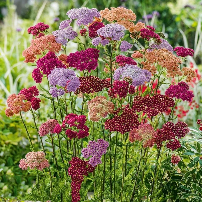 톱풀 6종 씨앗 선택구매 파종첫해 개화 다년초, 1개, 톱풀_파스텔혼합 50립 - 쿠팡