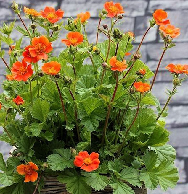 뱀무 오렌지코이 3개묶음 노지월동다년초 초여름개화 10cm화분묘 꽃심야생화, 1세트