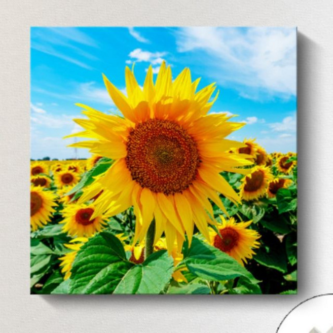 해바라기 인테리어 액자 20x20cm