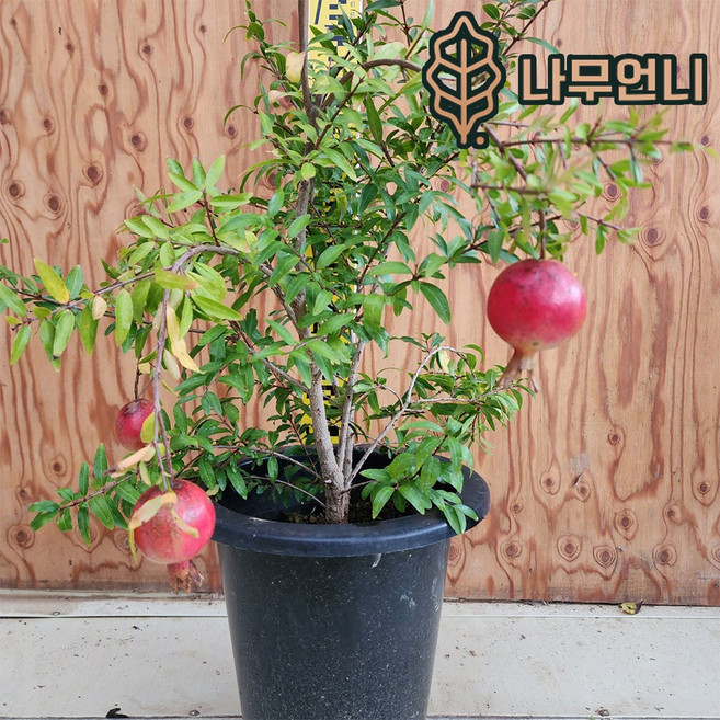 석류나무 묘목 꽃석류 7치화분 개화주 유실수 나무언니, 꽃목단석류 7치화분, 1개