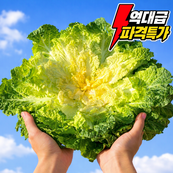 [하루100박스한정] 시즌마지막특가 제철 봄동, 5kg, 1박스