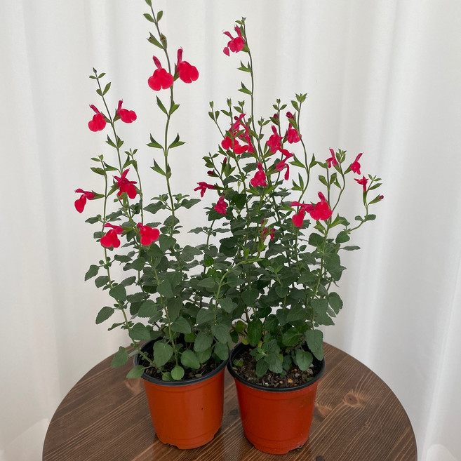 체리세이지 1+1 온정원 공기정화식물, 2개, 그린