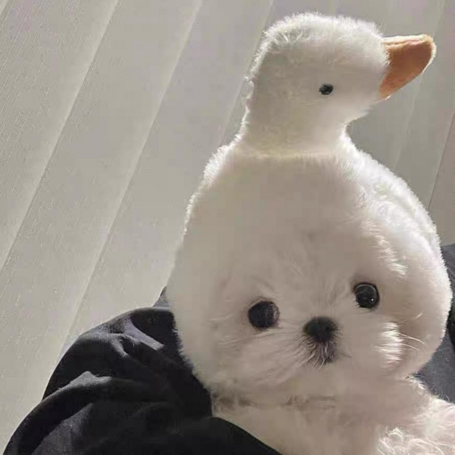 안벗겨지는 강아지 고양이 귀여운 모자 애견모자 토끼 모자, 1개, 하얀 거위