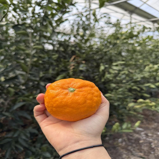 혹시 제주 카라향 수라향 제철과일 고당도 산지직송 2kg 3kg 5kg 10kg, 1박스, 카랴향 정품 중과 3kg