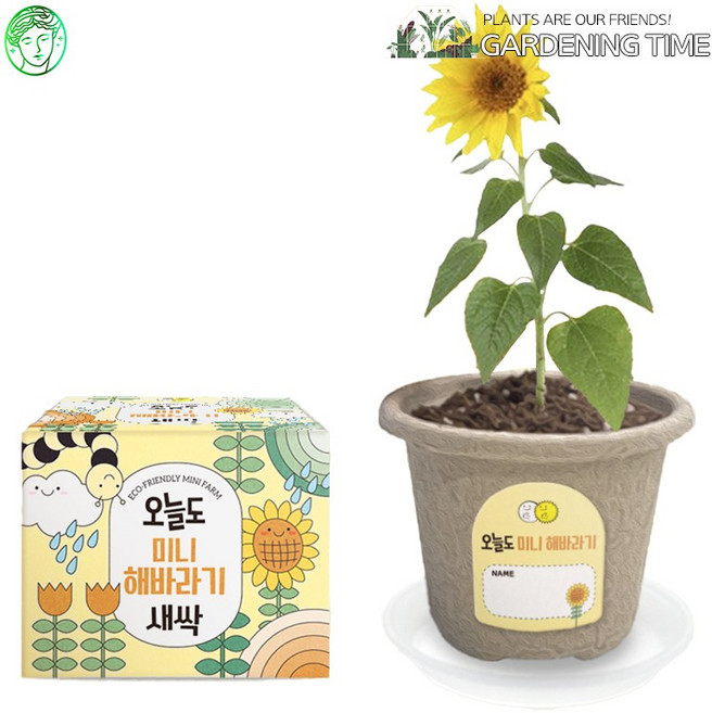예스통상 <씨앗 식물 키우기 재배키트 50종> 모음전2 / 강낭콩키우기 토마토키우기 원예체험 텃밭가꾸기 새싹키우기, 26. 오늘도새싹 미니해바라기 단품