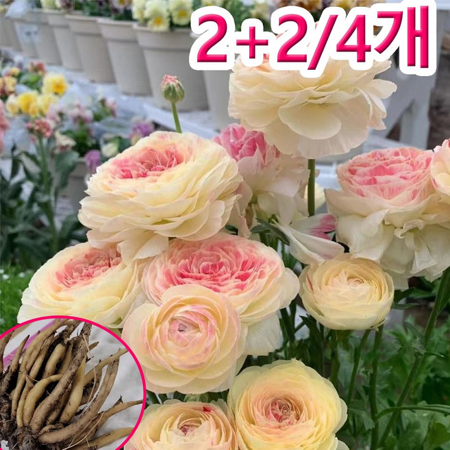 3위 - 2+2네덜란드 수입 라넌큘러스 구근 사계절 개화, 4개, 구두조