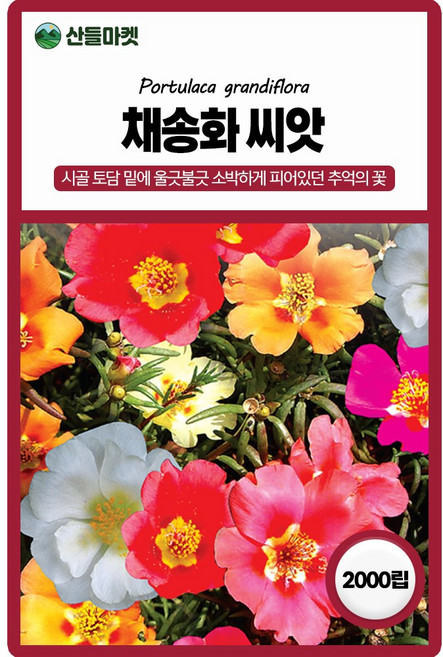 세계종묘 채송화 씨앗 2000립 채송화 꽃씨 야생화 종자, 1개