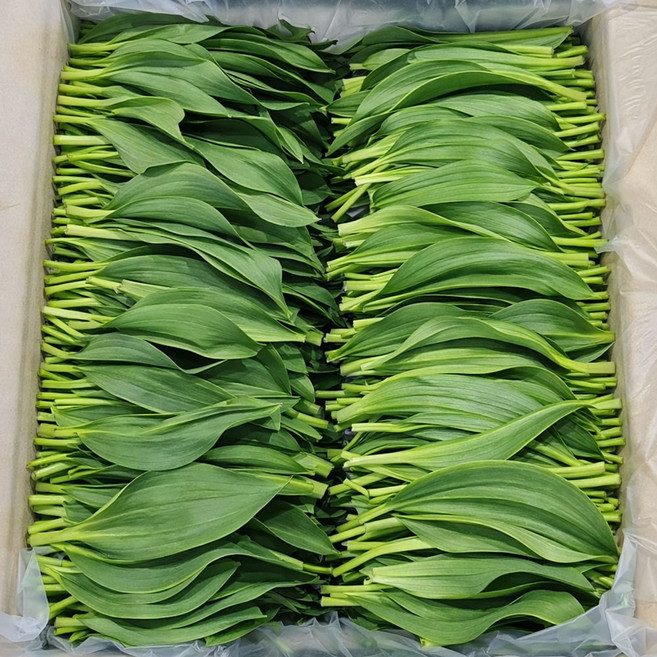 [한정특가] 국산 명이나물 산마늘 생명이나물, 2kg, 1박스