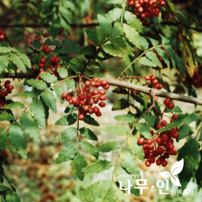 [나무인] 민초피나무 제피나무 접목묘목 특묘