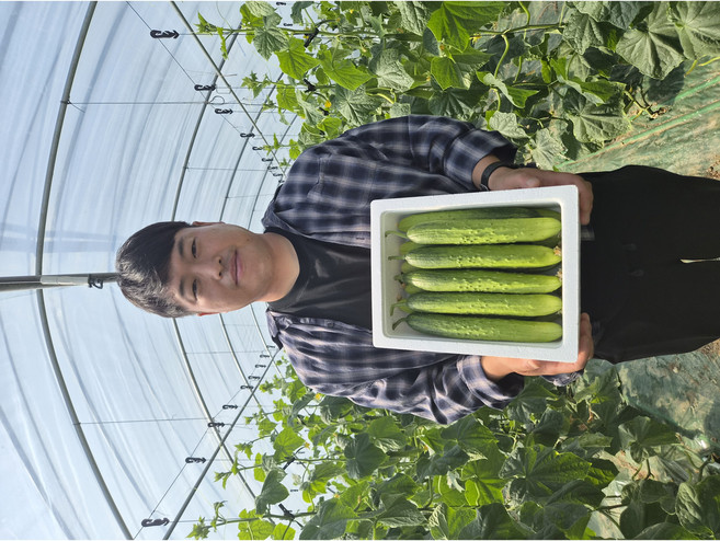 [산지직송 당일발송] 예스팜 백다다기 오이 오이지오이 소박이오이 양주오이2kg, 1박스, 2kg