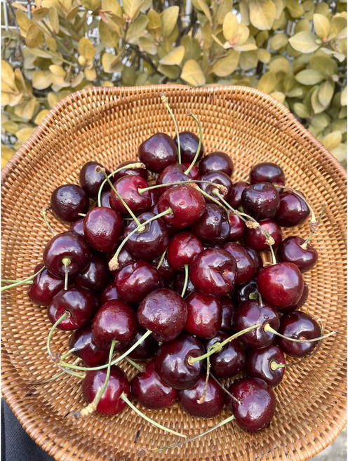 고당도 미국 칠레산 고당도생체리 9.5row(대과)500g 1kg 2kg 1개 9.5row 2kg, 1박스, 생체리 9.5R  특대 500g