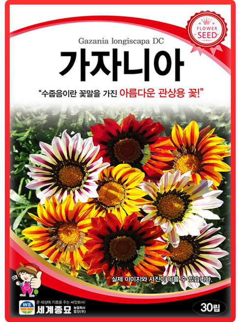 세계종묘 가자니아 씨앗 30립 가자니아 꽃씨 종자, 1개