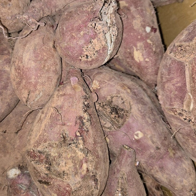 해남 달망 밤고구마 못난이 무선별 10kg, 1개