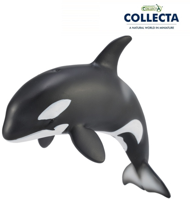 컬렉타 아기 범고래, 1개