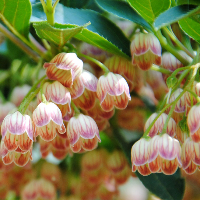 [충북농원] 단풍철쭉 철쭉나무 묘목 - 포트묘, 1개, 레드벨스 6치포트