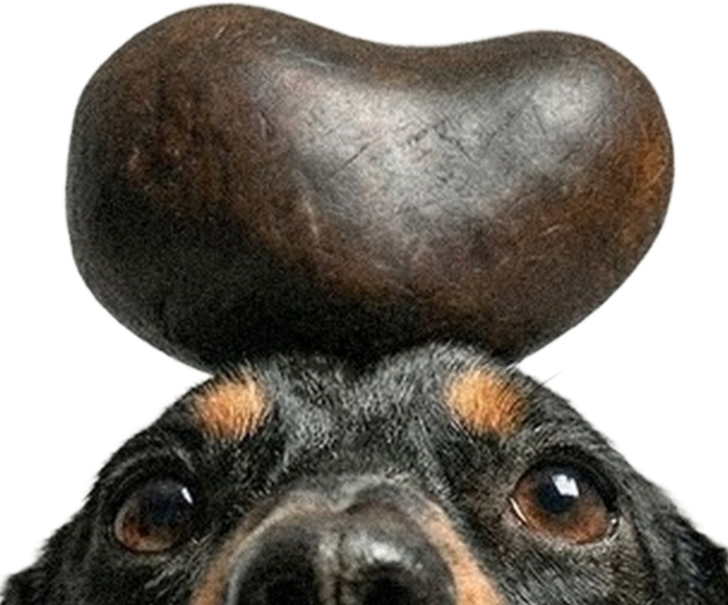 반려비책 펫뜸바 강아지 천연비누 저자극 한방, 1개, 100g