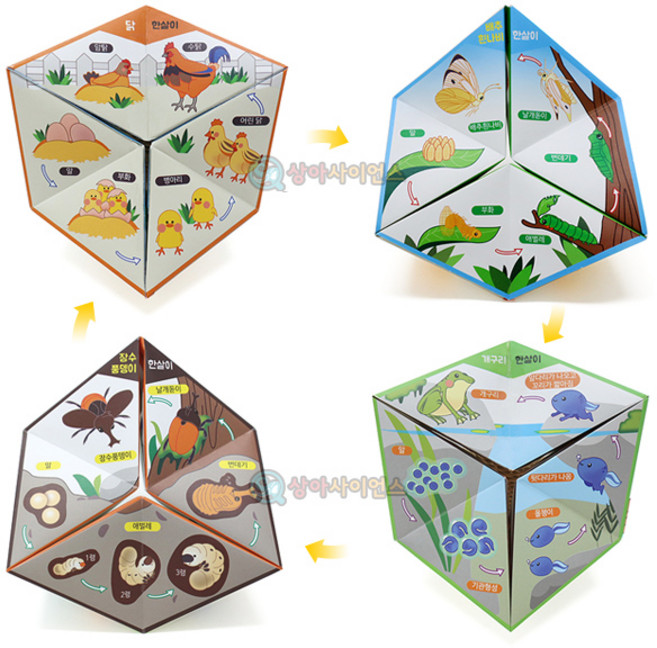 SA 칼레이도사이클(동물의 한살이)(5인 세트) 초등과학 과학의날 방과후 수업 놀이 만들기