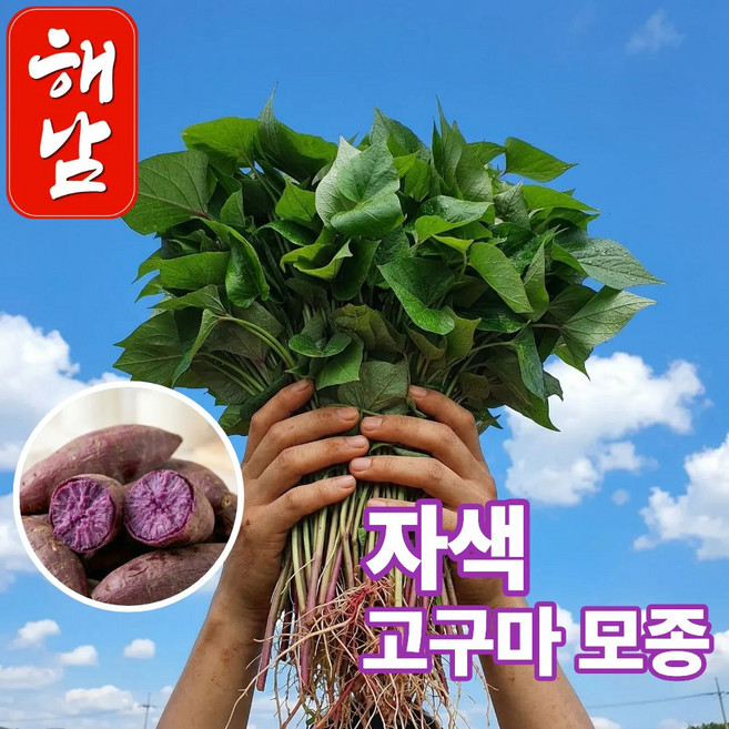 더맛곳간 국내산 해남 자색고구마 모종 고구마순 종근 종순 종자 자색고구마, 1개, 1kg