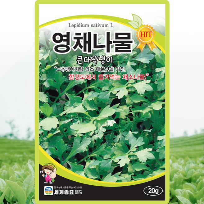 세계종묘 영채나물 씨앗 20g 큰다닥냉이씨 산채 나물 종자, 4개