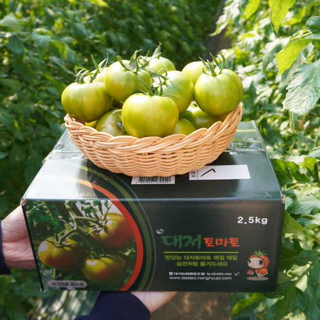 부산직송 당일수확 못난이 대저토마토 5kg(못난이), 1박스, 5kg