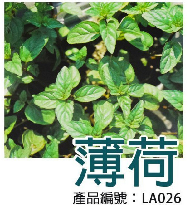 醬米資材 薄荷盆栽 DIY種子栽種新手入門款, 1個
