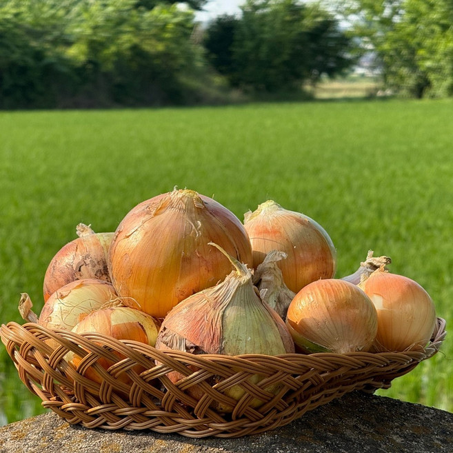 농산물온 양파 국내산 경북 단단한 저장용, 1박스, 5kg 소