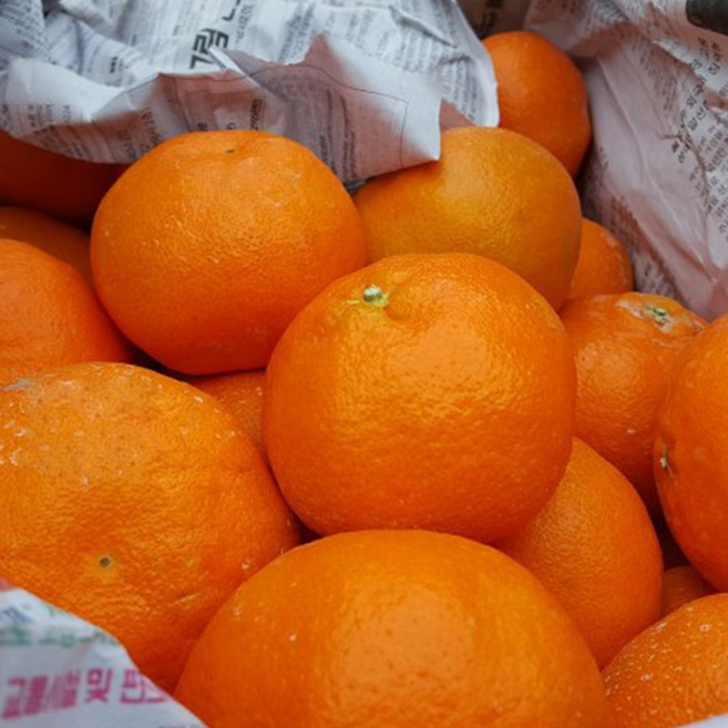 [재구매율1위] 제주명인 명품당도 과즙폭발 레드향 1개 3kg 중소과, 1박스, 레드향 대과 5kg (20과내외)