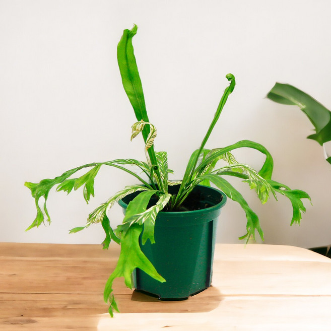 미미네아쿠아 반려식물 희귀식물 무늬 아비스, 1개