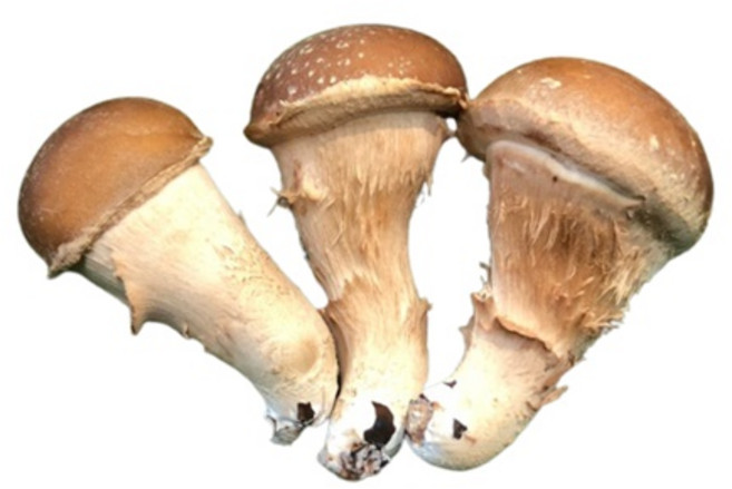 차방차방 티백차 모음 참송이솔향차 산, 신비한 신선초 티백차1봉지, 1개