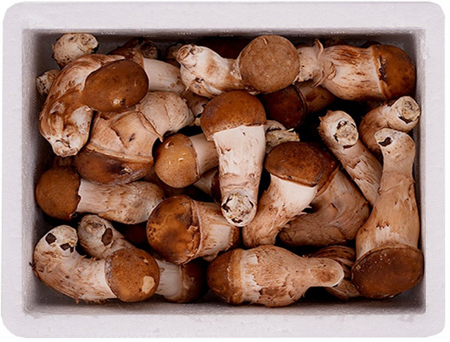 [햇담송]무농약 국내산 참송이버섯 특대사이즈 최상급 진한 송이향의 고급버섯, 1박스, 500g 중대사이즈