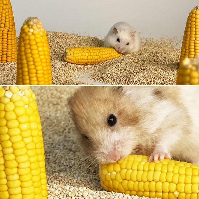 햄스터 간식 이갈이 노랑 통통 옥수수 1P, 1개