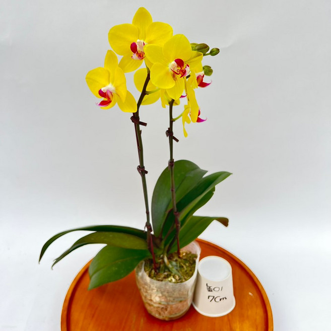 골든홍 호접란 쌍대 노란꽃대 희귀난 서양란 난초 제이팜, 1개