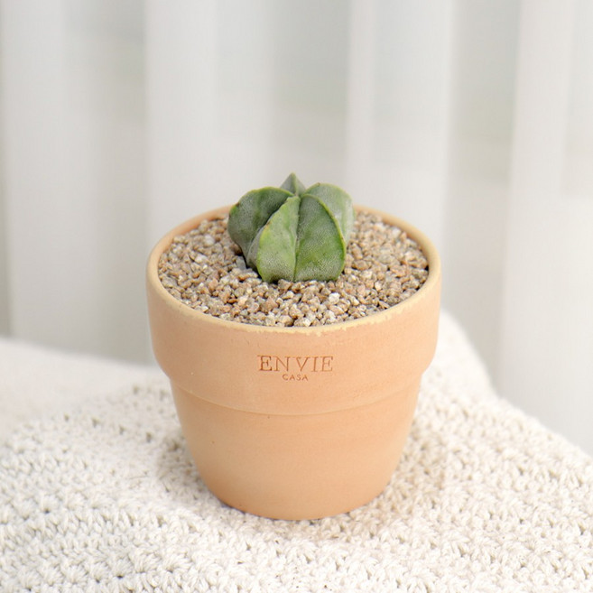 갑조네 다육이토분세트 예쁜 다육이식물 미니다육이 선인장, 27.난봉옥, 앙비(베이지/소)+받침(크림/미니), 1개