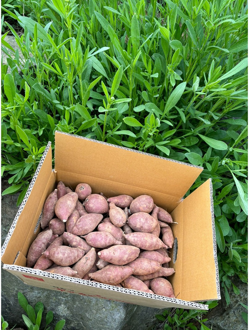 믿음로컬푸드 산지직송 달달하고 부드러운 무안 황토 꿀고구마 아담하구마 (40g-100g)2kg 3kg 5kg 10kg, 1개, 아담 10kg