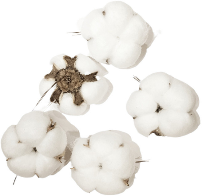 壹樓花藝雜貨 白色特A級五瓣手工棉花，DIY花材，居家裝飾，不含桿, White